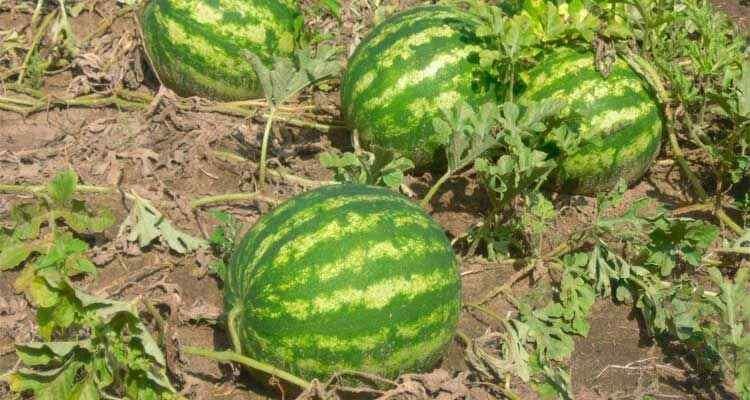 Как вырастить идеальные арбузы и дыни при сложных погодных условиях