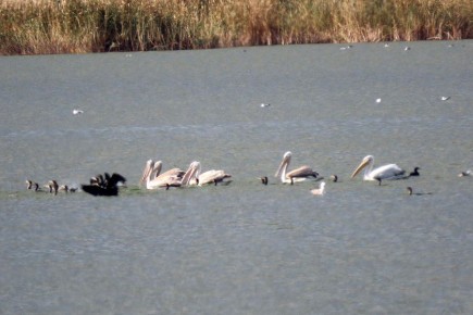 В Волгоградской области обосновался краснокнижный кудрявый пеликан