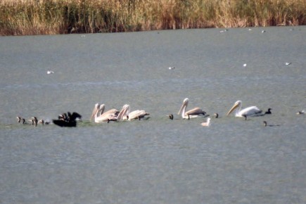 Кудрявый пеликан обосновался в Волгоградской области