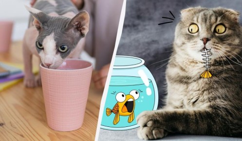 Напитки и угощения, которые вредят вашим кошкам: что исключить из рациона